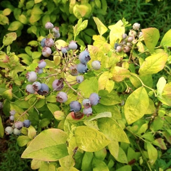 Vaccinium corymbosum - Blueberry 'Sky Dew Gold'