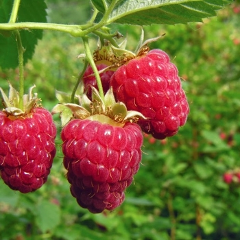 Rubus idaeus - Raspberry 'Coho'
