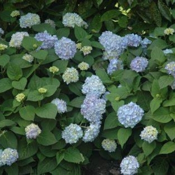 Hydrangea macrophylla - Hydrangea 'Onyx Peacock'