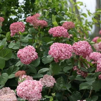 Hydrangea arborescens - Hydrangea 'Invincibelle Spirit II'