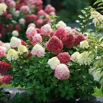 Hydrangea paniculata - Hydrangea 'Little Lime Punch'