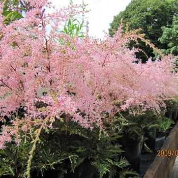 Astilbe simplicifolia - Astilbe 'Hennie Graafland'