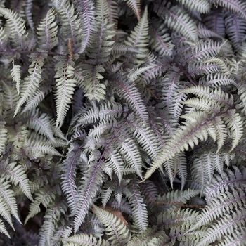 Athyrium niponicum pictum (Japanese Painted) - Fern 'Metallicum' 