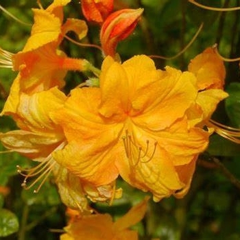 Rhododendron exbury hybrid - Azalea 'Klondyke'