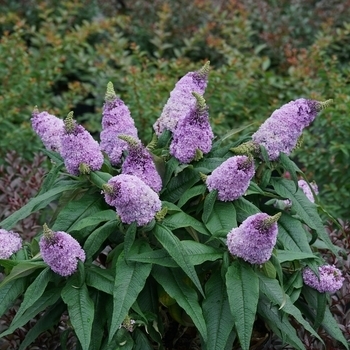 Buddleia - Butterfly Bush 'Pugster Amethyst'