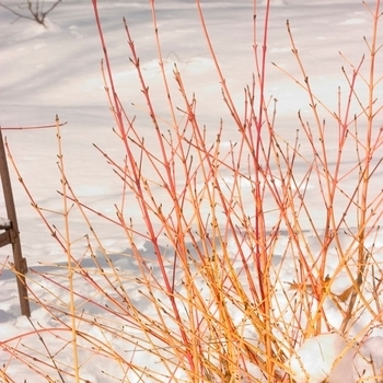 Cornus sanguinea - Dogwood 'Midwinter Fire'