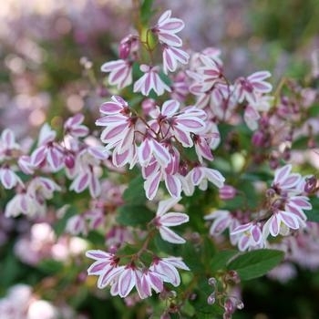 Deutzia x rosea - Deutzia 'Yuki Kabuki'