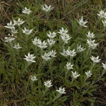 Leontopodium alpinum - Edelweiss 'Blossom of Snow'