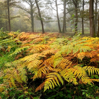 Dryopteris erythrosora - Fern 'Autumn'