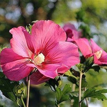 Hibiscus syriacus - Rose of Sharon 'Red Pillar'