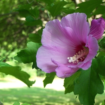 Hibiscus syriacus - Rose of Sharon 'Purple Pillar'