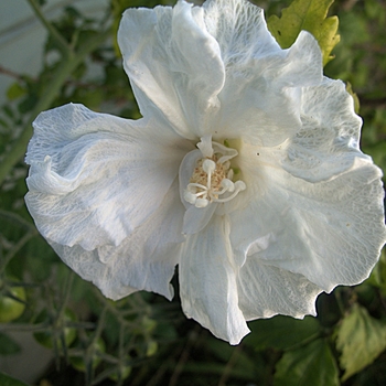 Hibiscus syriacus - Rose of Sharon 'White Pillar'
