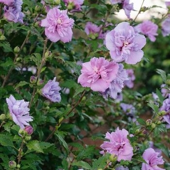 Hibiscus syriacus - Rose of Sharon 'French Cabaret Purple'