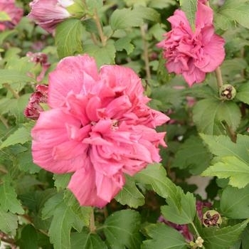 Hibiscus syriacus - Rose of Sharon 'French Cabaret Red'
