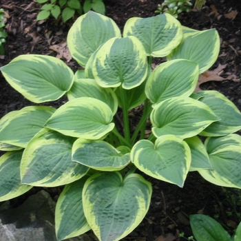 Hosta - Hosta 'Pizzazz' 