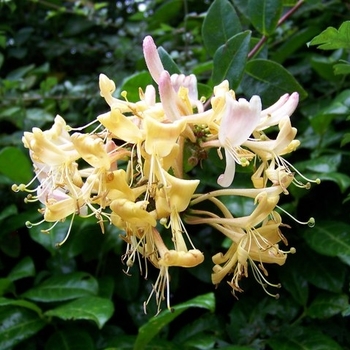 Honeysuckle 'Scentsation'