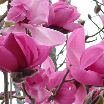 Magnolia - Magnolia 'Susan'