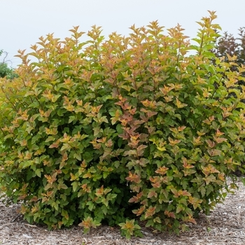 Physocarpus opulifolius - Ninebark 'Savannah Sunset'