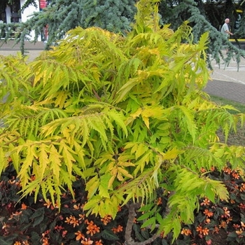 Rhus typhina - Sumac 'Tiger Eyes'