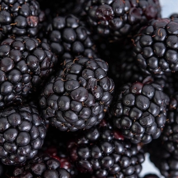 Rubus - Blackberry 'Hall's Beauty'