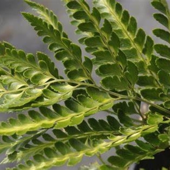 Rumohra adiantiformis - Fern 'Leather-leaf Variegated'
