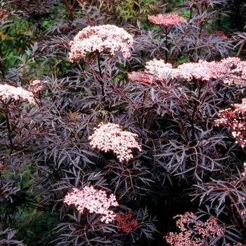 Sambucus nigra - Elderberry 'Black Lace'