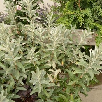 Salix candida - Willow 'Iceberg Alley'