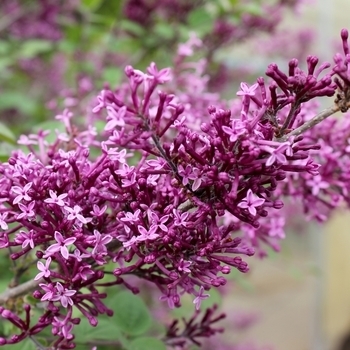 Syringa - Lilac 'Bloomerang Dark Purple'