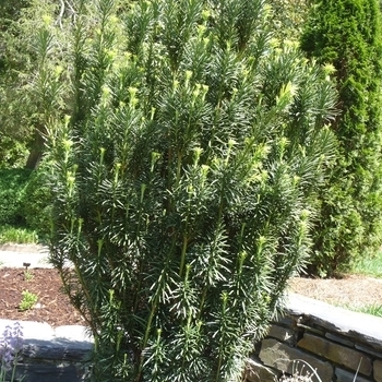 Taxus x media - Yew 'Hillii'