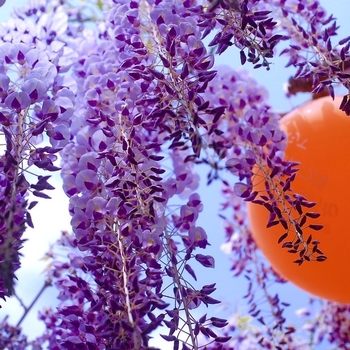 Wisteria macrostachya - Wisteria 'Blue Moon'