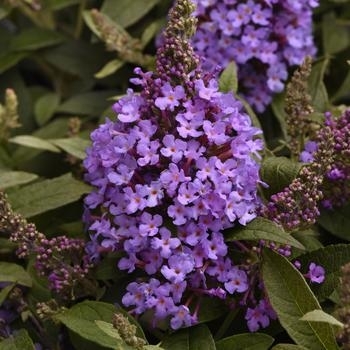 Buddleia - Butterfly Bush 'Chrysalis Steel Blue'