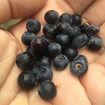 Vaccinium - Blueberry 'Mini Blues'