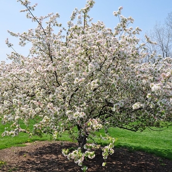 Malus - Crabapple 'Starlite'