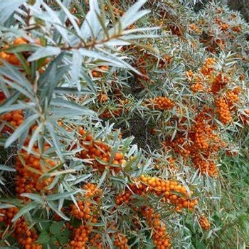 Hippophae rhamnoides - Sea Buckthorn 'Orange Energy'