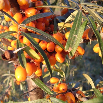 Hippophae rhamnoides - Sea Buckthorn 'Leikora'