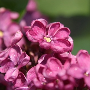 Syringa vulgaris - Lilac 'Charles Joly'