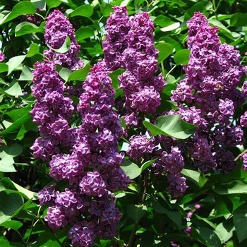 Syringa vulgaris - Lilac 'Ludwig Spaeth'