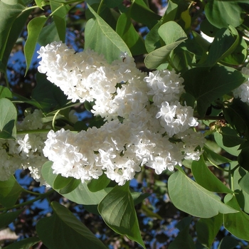 Syringa vulgaris - Lilac 'Madame Lemoine'