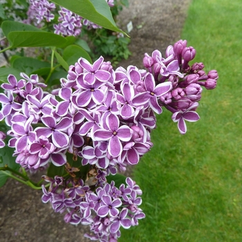 Syringa vulgaris - Lilac 'Sensation'