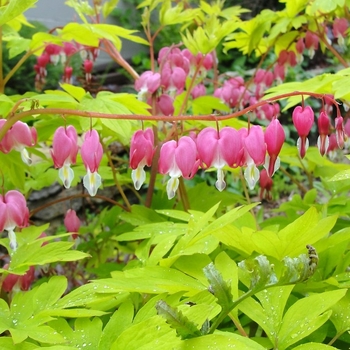 Dicentra spectabilis - Bleeding Heart 'Gold Heart'