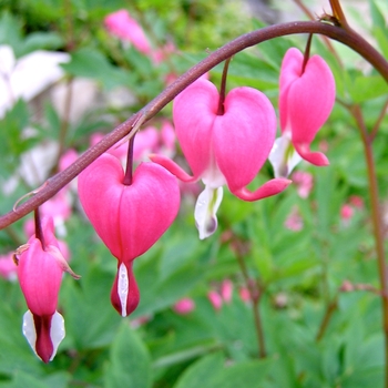 Dicentra spectabilis - Bleeding Heart 'Multiple Varieties'