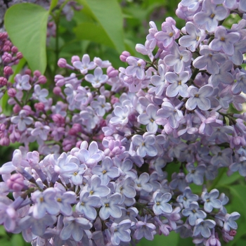 Syringa x prestoniae - Lilac 'Donald Wyman'