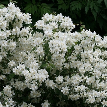 Philadelphus lewisii - Mock Orange 'Waterton'