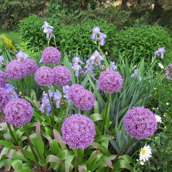 Allium giganteum - Allium 'Giant'