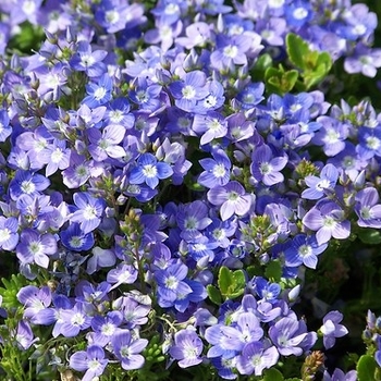 Veronica peduncularis - Speedwell 'Georgia Blue'