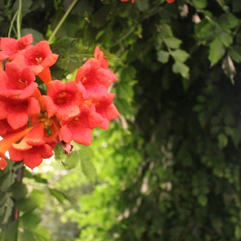 Campsis radicans - Trumpet Vine 'Flamenco' 