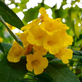 Campsis radicans f. flava - Trumpet Vine 'Lava Yellow'