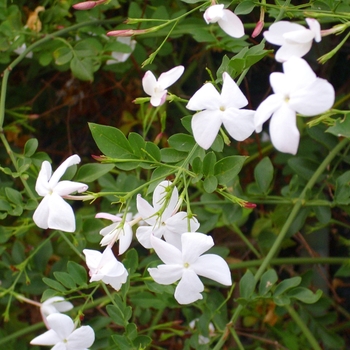 Jasminum officinale - Jasmine 'Common'