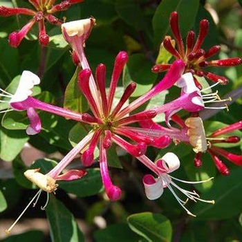 Lonicera periclymenum - Honeysuckle 'Belgica' 