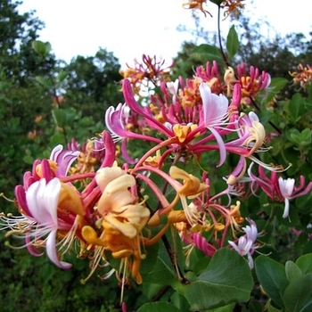 Lonicera periclymenum - Honeysuckle 'Serotina'